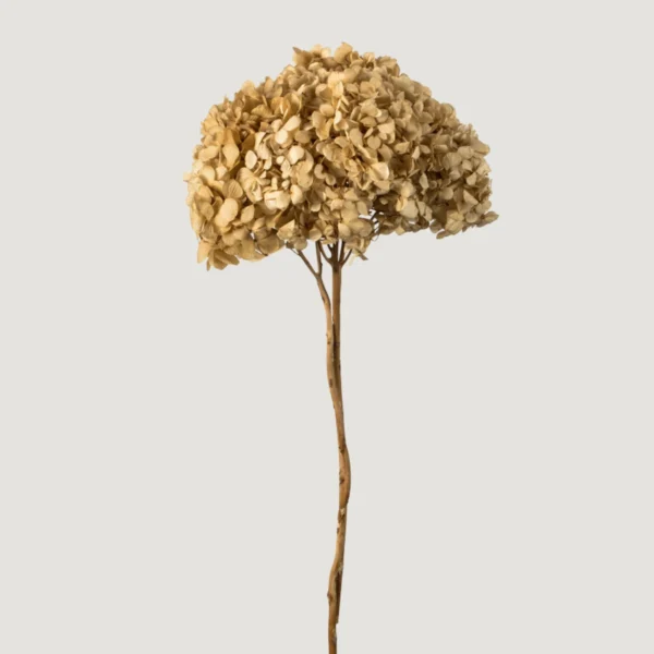 Hortenzia