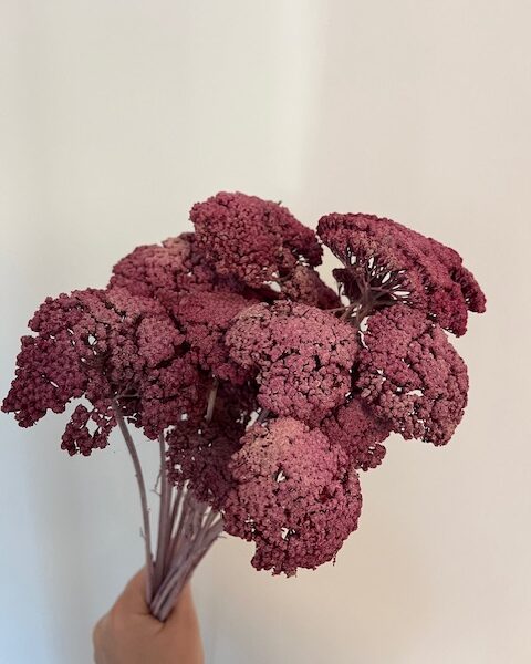 Bordó achillea